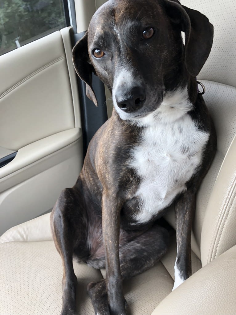 Hannah, a Mountain Cur tested with EmbarkVet.com