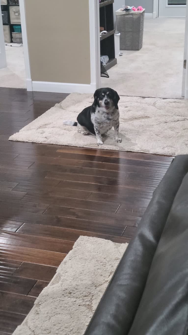 Donnie, a Beagle tested with EmbarkVet.com