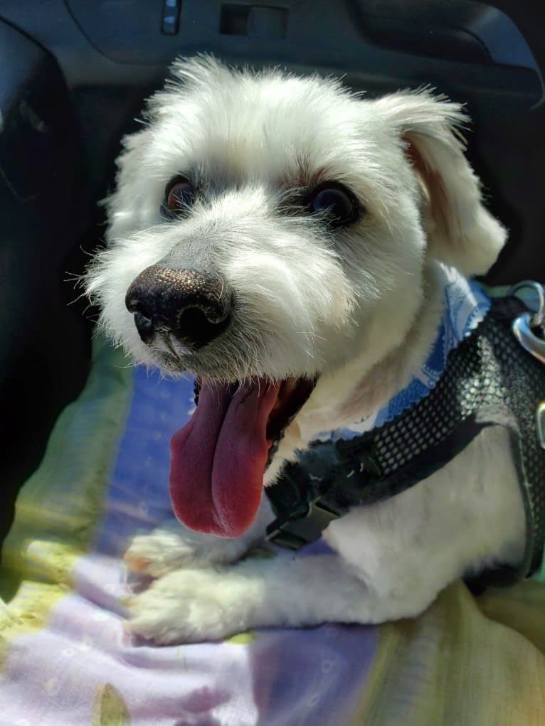 Georgie Michael, a Coton de Tulear tested with EmbarkVet.com