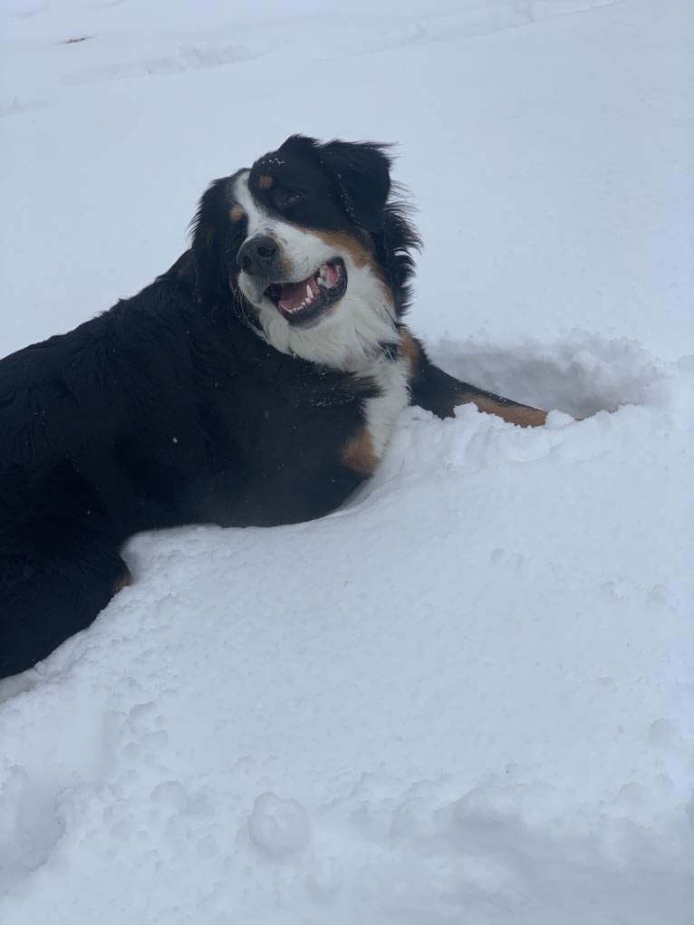 Lola, a Bernese Mountain Dog tested with EmbarkVet.com