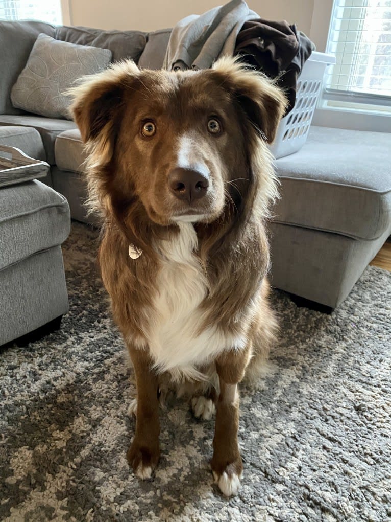 Summit, a Border Collie and Great Pyrenees mix tested with EmbarkVet.com