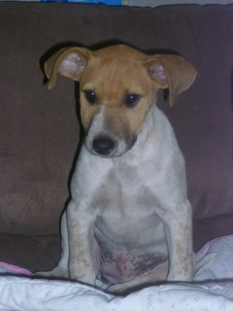 Freya, an Australian Cattle Dog and Koolie mix tested with EmbarkVet.com