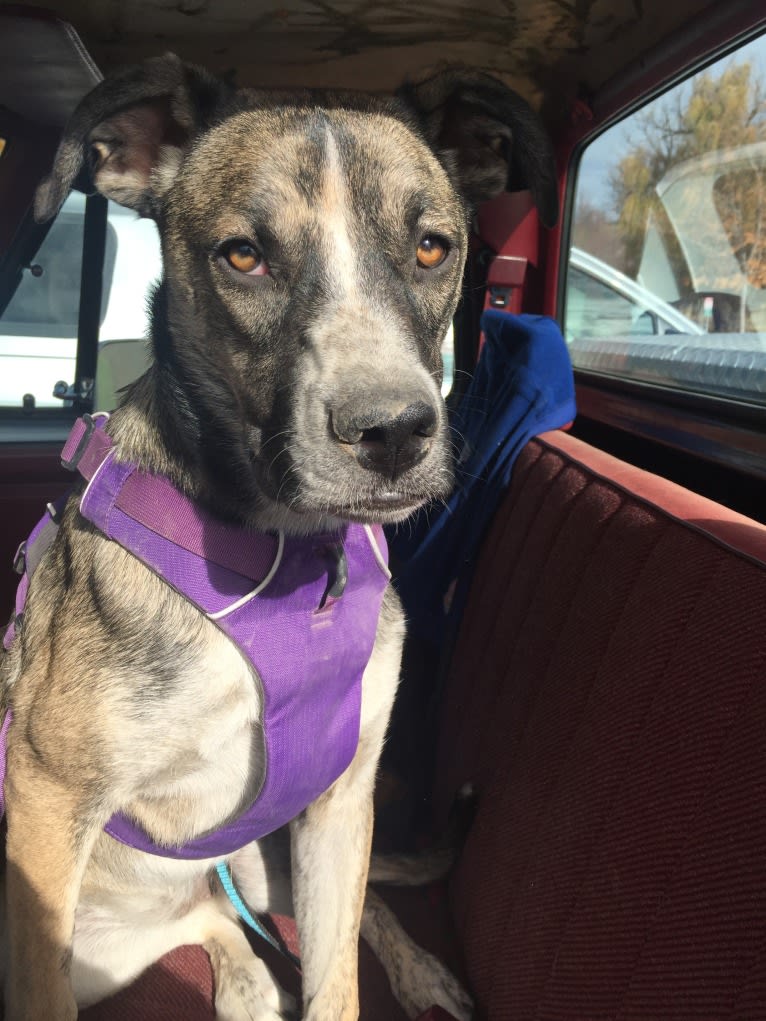 Pepper Ann, an American Bulldog and Siberian Husky mix tested with EmbarkVet.com