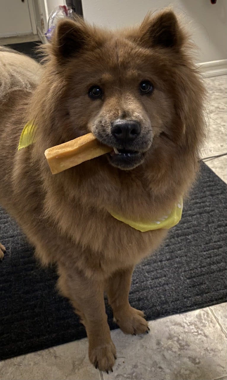 Coco Bean, a Chow Chow tested with EmbarkVet.com