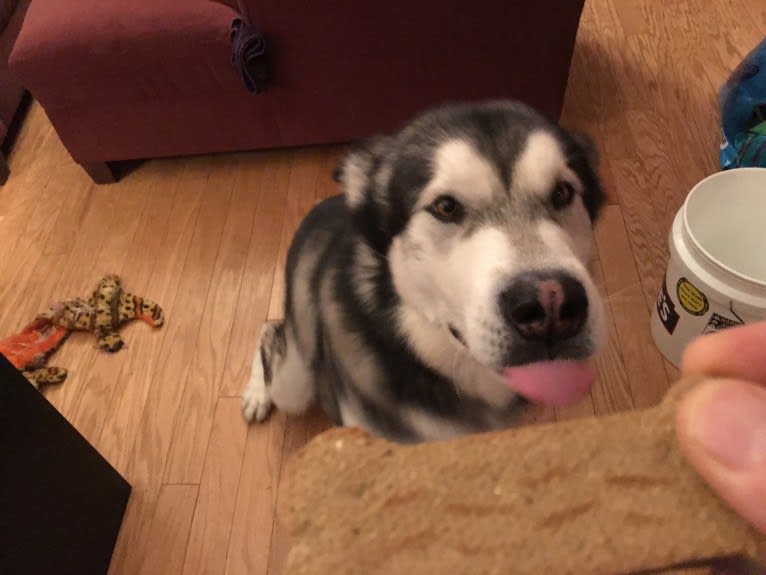 Fenrir, an Alaskan Malamute tested with EmbarkVet.com