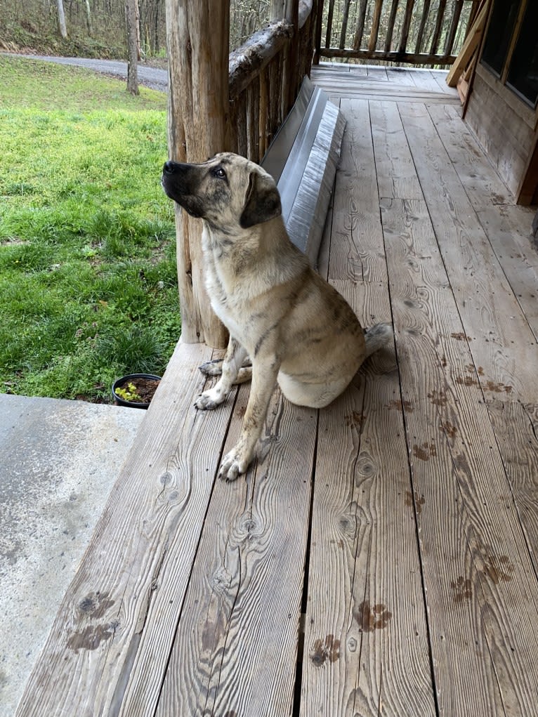 Princess, an Anatolian Shepherd Dog tested with EmbarkVet.com