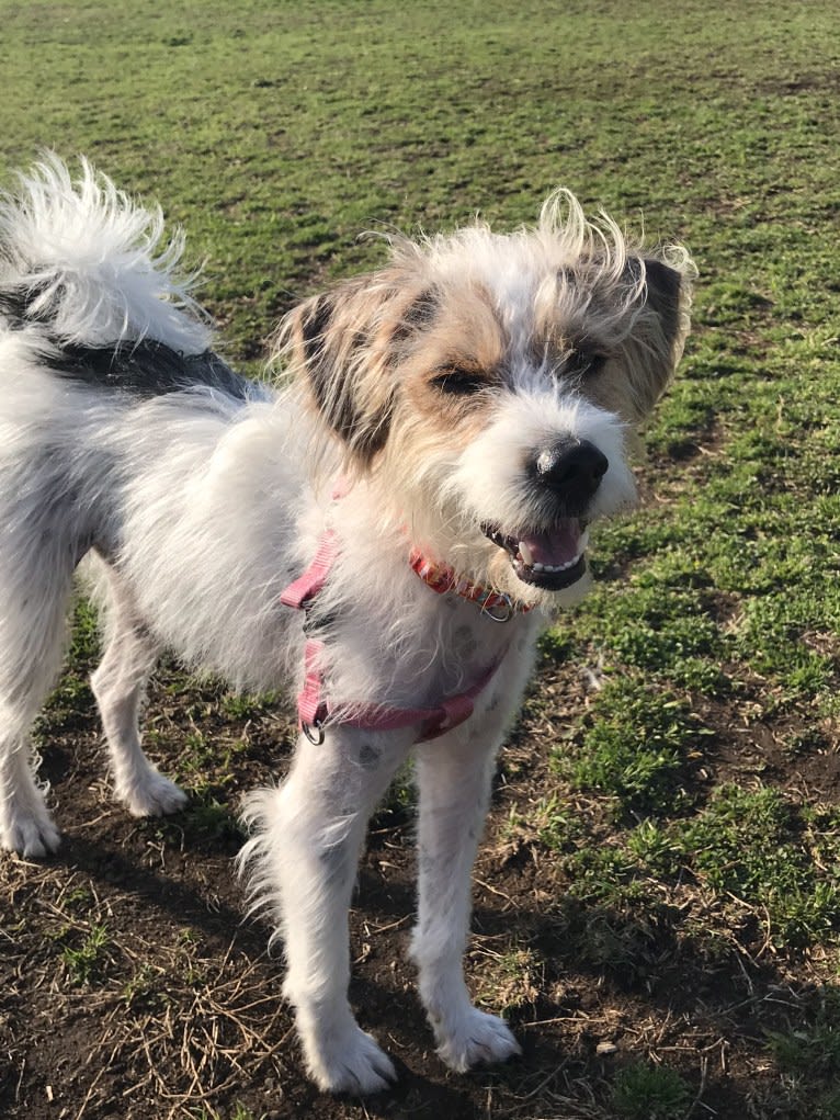 Mickey, a Beagle and Maltese mix tested with EmbarkVet.com