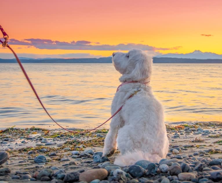 Penelope, a Poodle (Small) and Lhasa Apso mix tested with EmbarkVet.com