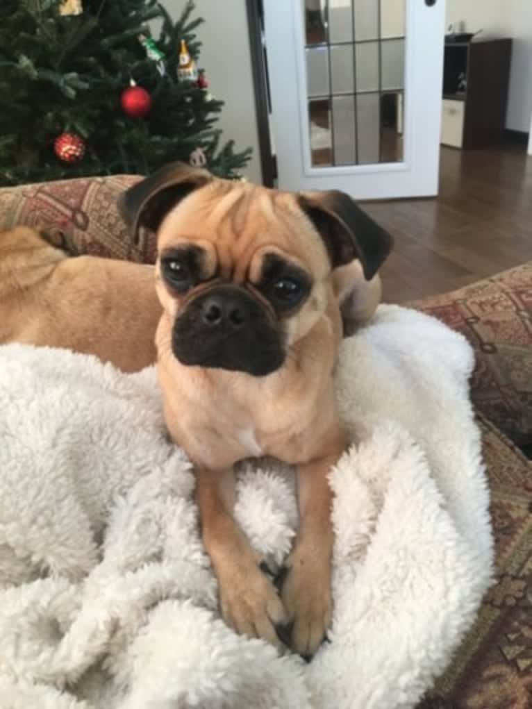 Seymour, a Pug and Beagle mix tested with EmbarkVet.com