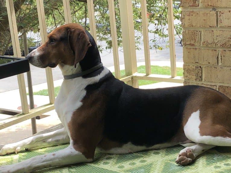 Roxy, a Treeing Walker Coonhound tested with EmbarkVet.com