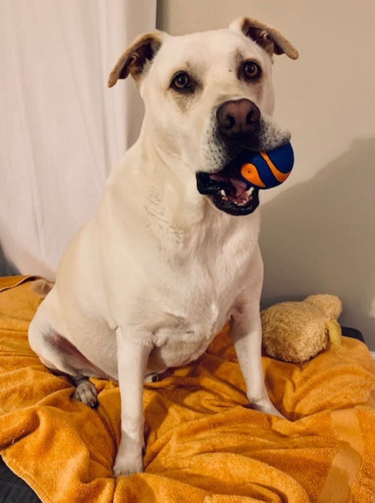 Hank, an American Pit Bull Terrier and Chow Chow mix tested with EmbarkVet.com