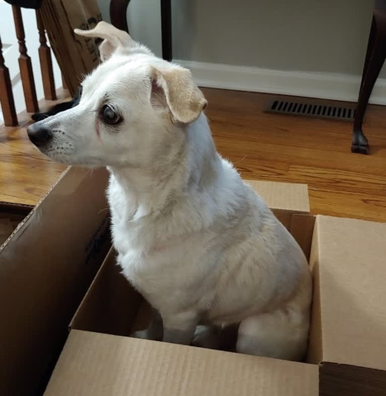 Nicco, a Russell-type Terrier and Bichon Frise mix tested with EmbarkVet.com