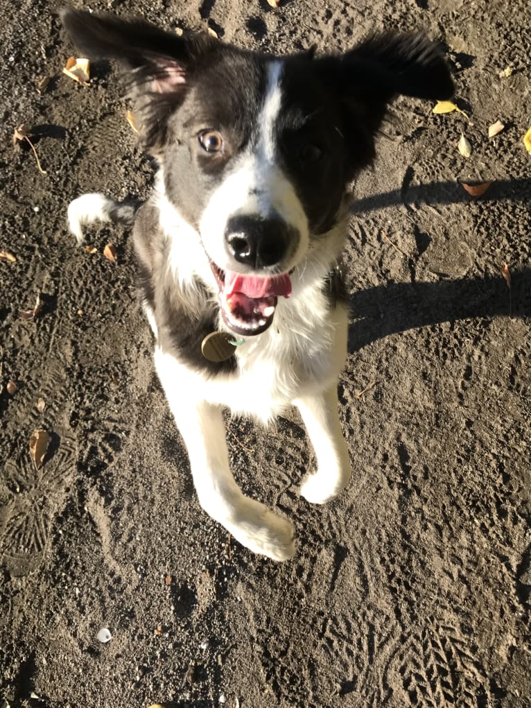 Quinn, a Border Collie and Australian Cattle Dog mix tested with EmbarkVet.com