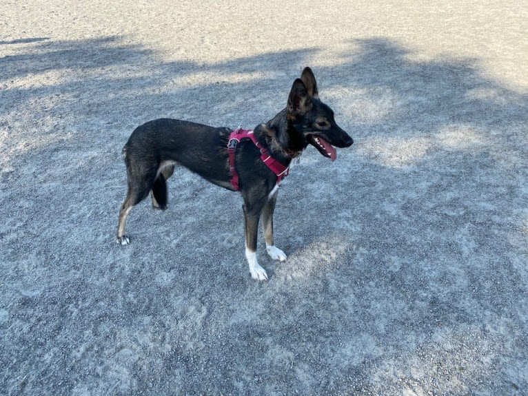 Noukie, an Alaskan-type Husky tested with EmbarkVet.com