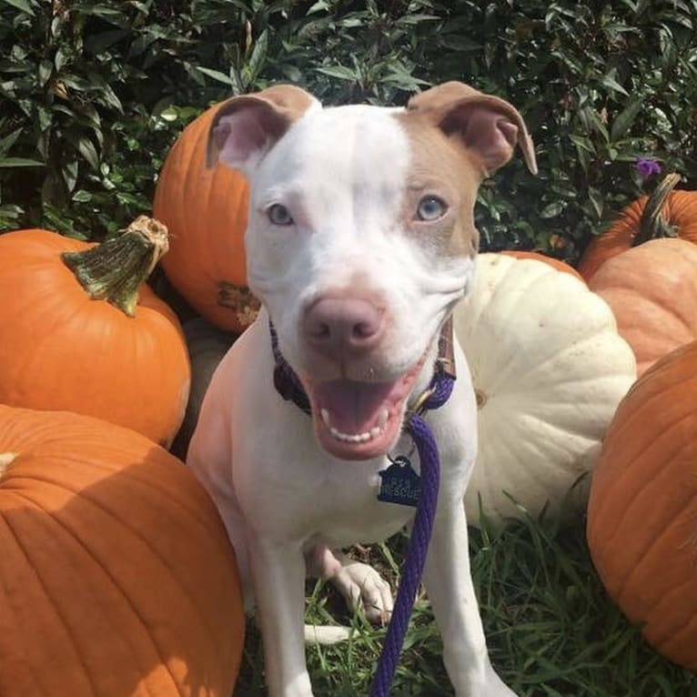 Milo, an American Pit Bull Terrier and American Staffordshire Terrier mix tested with EmbarkVet.com