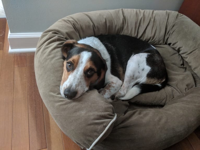 Otis, a Beagle tested with EmbarkVet.com