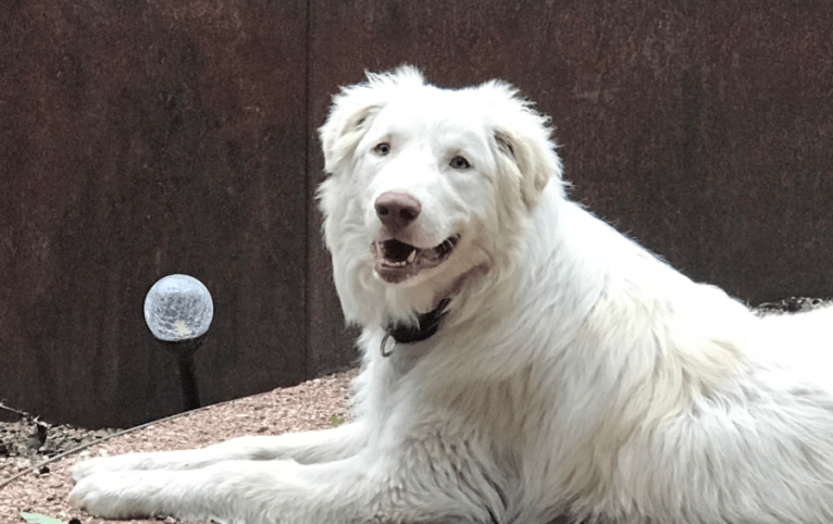 Clovis, a Great Pyrenees and Anatolian Shepherd Dog mix tested with EmbarkVet.com