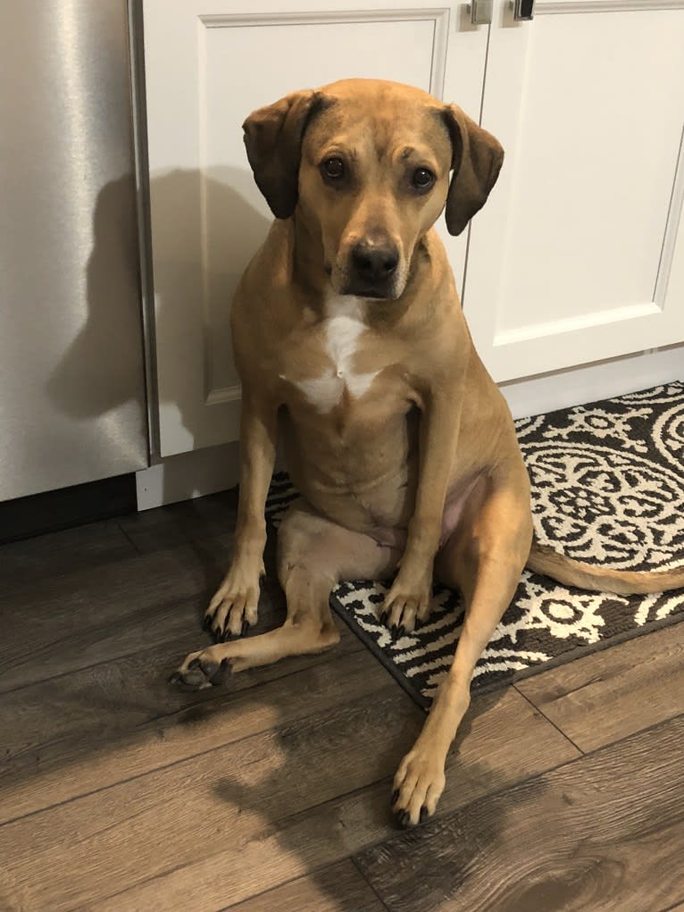 Athena, an American Pit Bull Terrier and Weimaraner mix tested with EmbarkVet.com