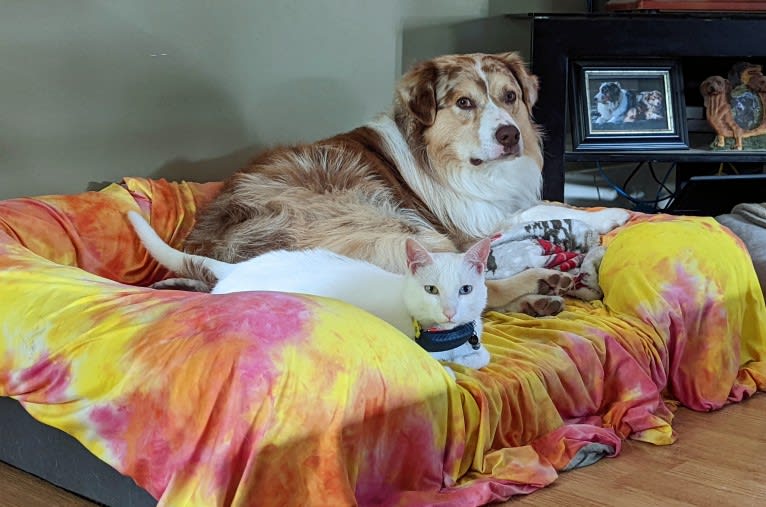 Neville, an Australian Shepherd tested with EmbarkVet.com