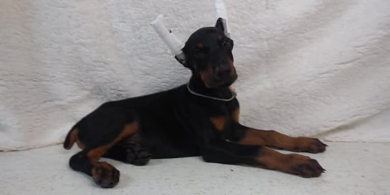 South Paw’s Nhaga, a Doberman Pinscher tested with EmbarkVet.com