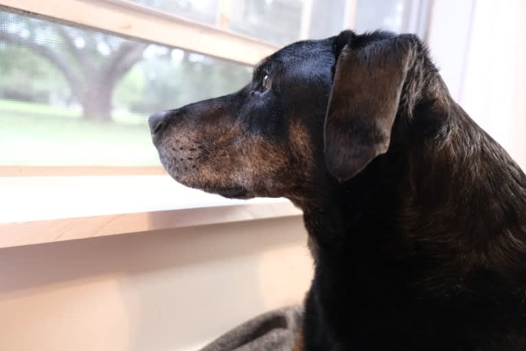 Talon, a Labrador Retriever and Treeing Walker Coonhound mix tested with EmbarkVet.com