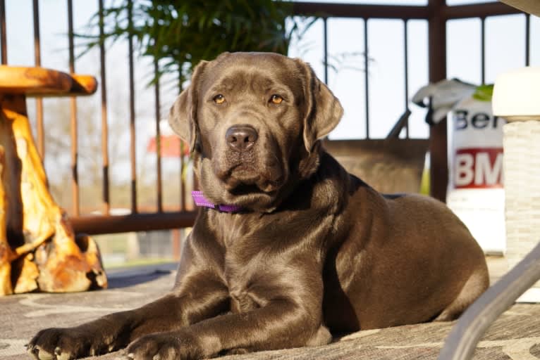 Banjo, a Labrador Retriever (5.2% unresolved) tested with EmbarkVet.com