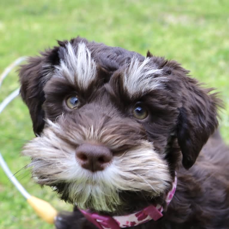 Heidi, a Miniature Schnauzer tested with EmbarkVet.com