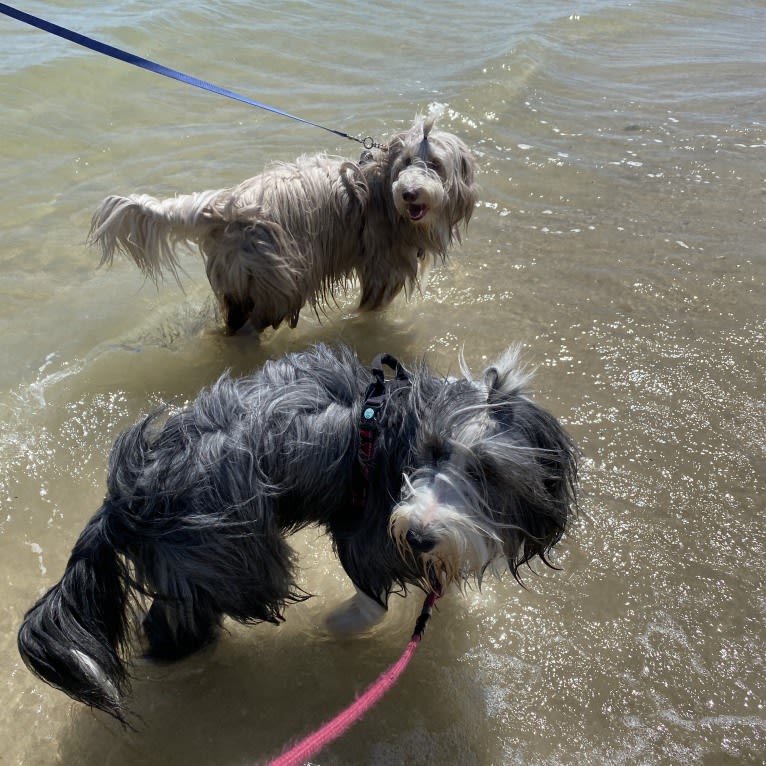 EliZa, a Bearded Collie tested with EmbarkVet.com
