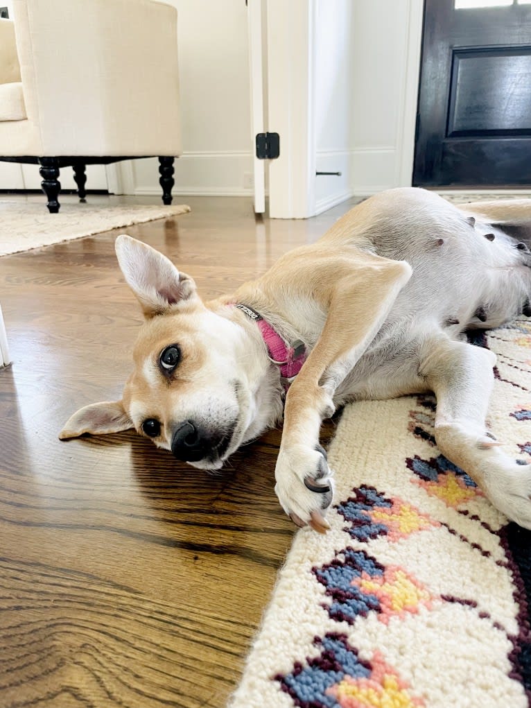 Bunny, a Rat Terrier and Labrador Retriever mix tested with EmbarkVet.com