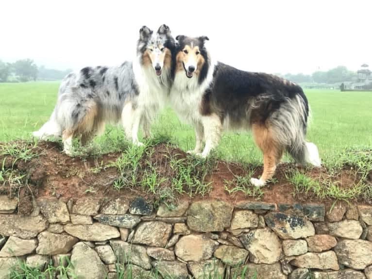 Gordon, a Collie tested with EmbarkVet.com