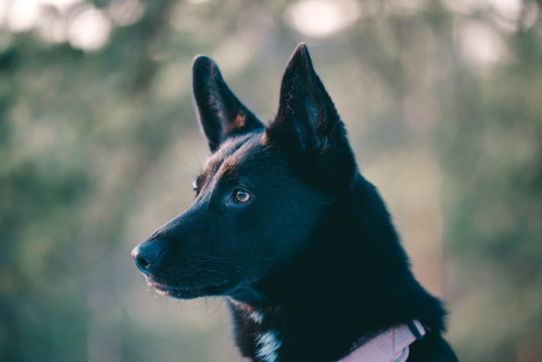 Keja, a Central Asian Village Dog tested with EmbarkVet.com