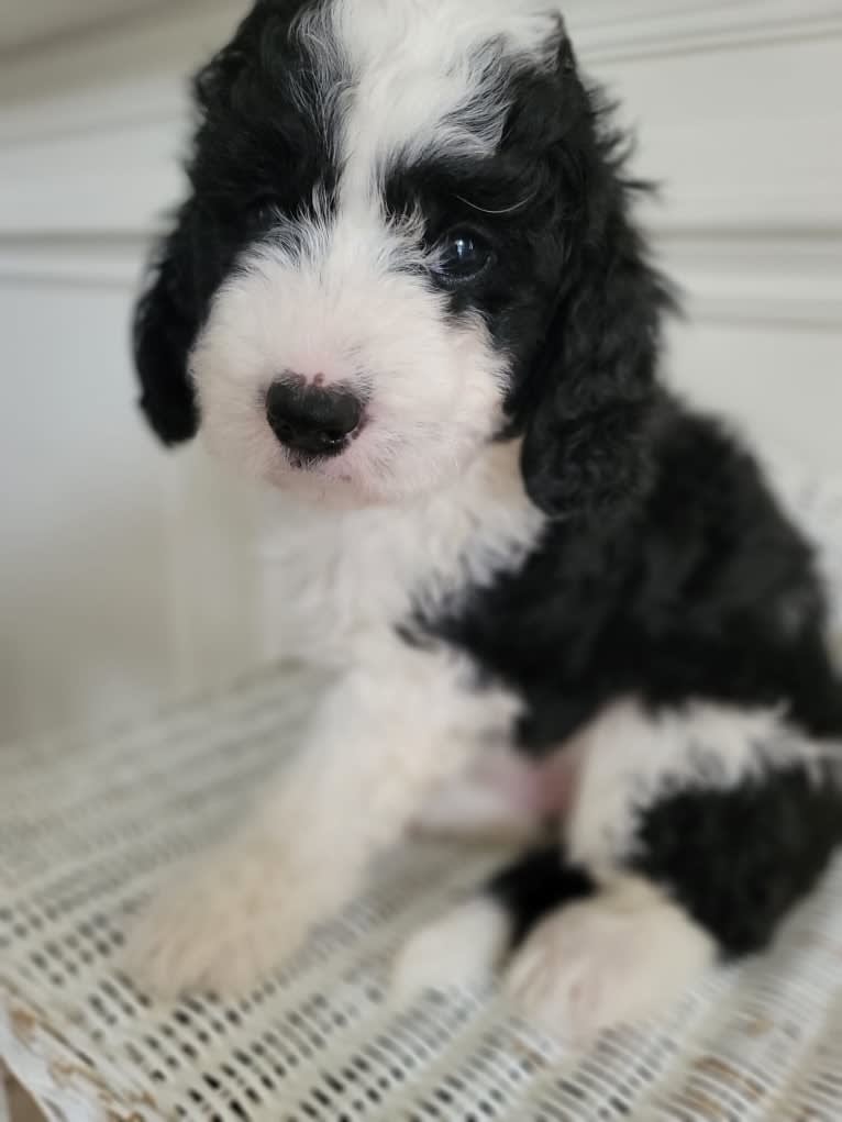 George, a Bernedoodle tested with EmbarkVet.com