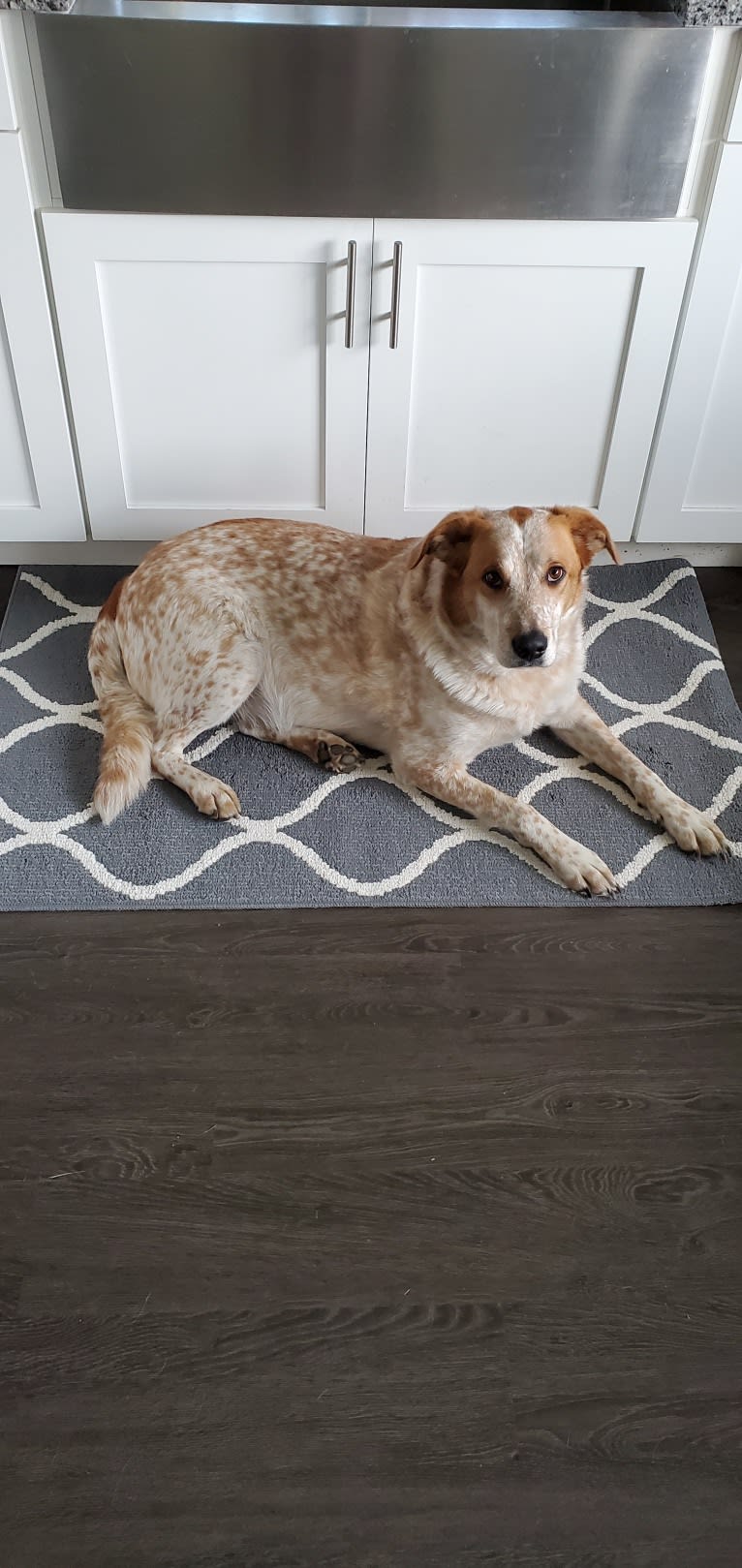 Ruger, an Australian Shepherd and German Shepherd Dog mix tested with EmbarkVet.com