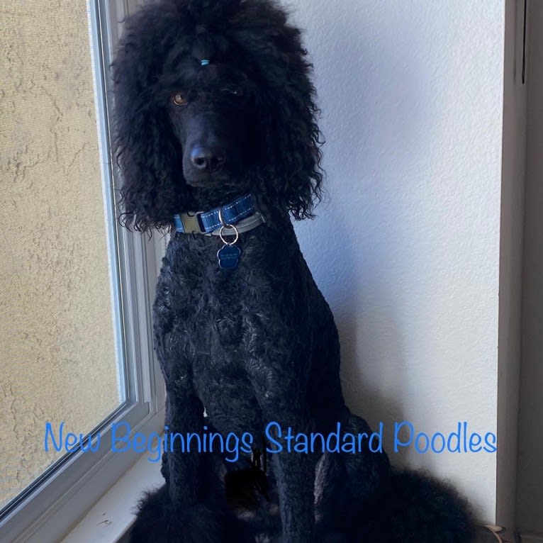 Winston, a Poodle (Standard) tested with EmbarkVet.com