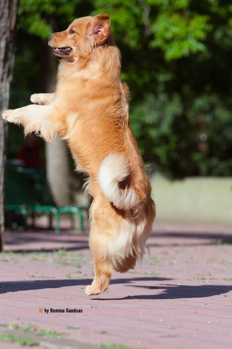 LIBERTY HENNA LISKA, a Golden Retriever tested with EmbarkVet.com