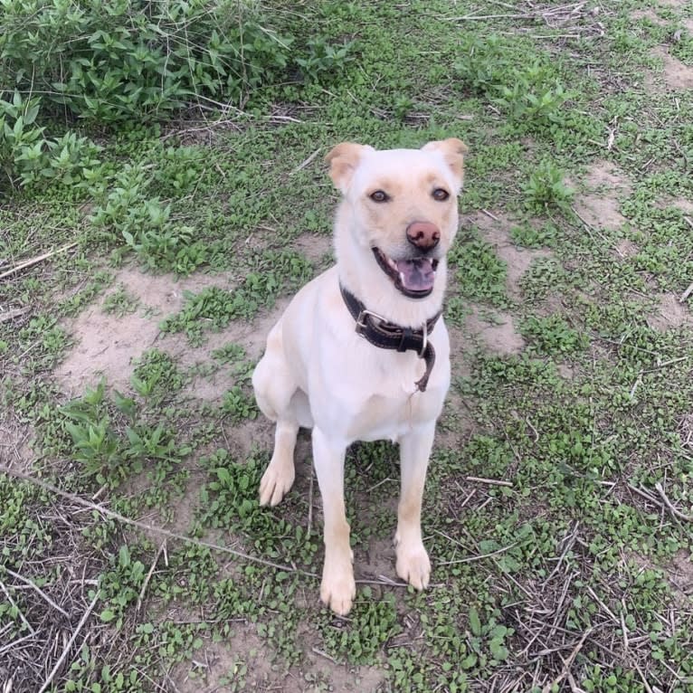 pancake 🥞, a Siberian Husky and Labrador Retriever mix tested with EmbarkVet.com