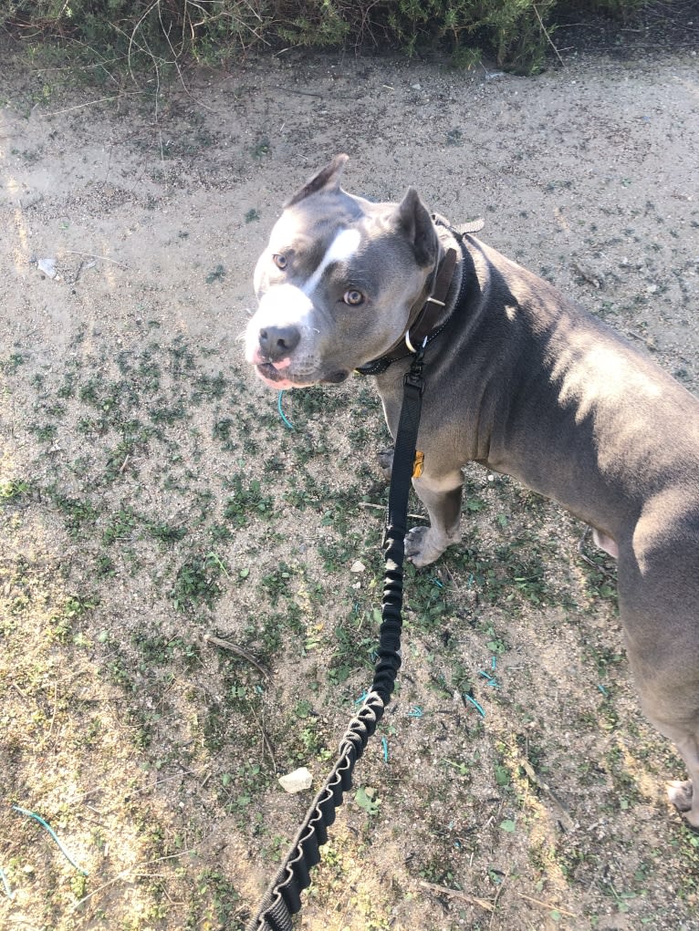 Samson, an American Bully tested with EmbarkVet.com