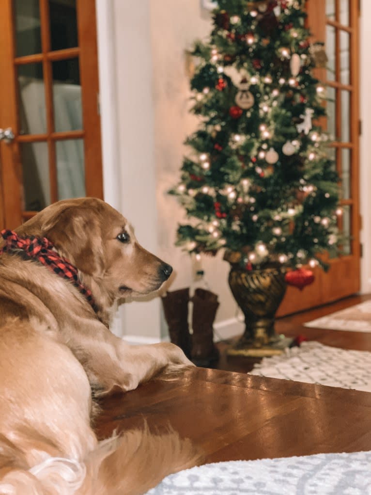 Marley, a Golden Retriever tested with EmbarkVet.com