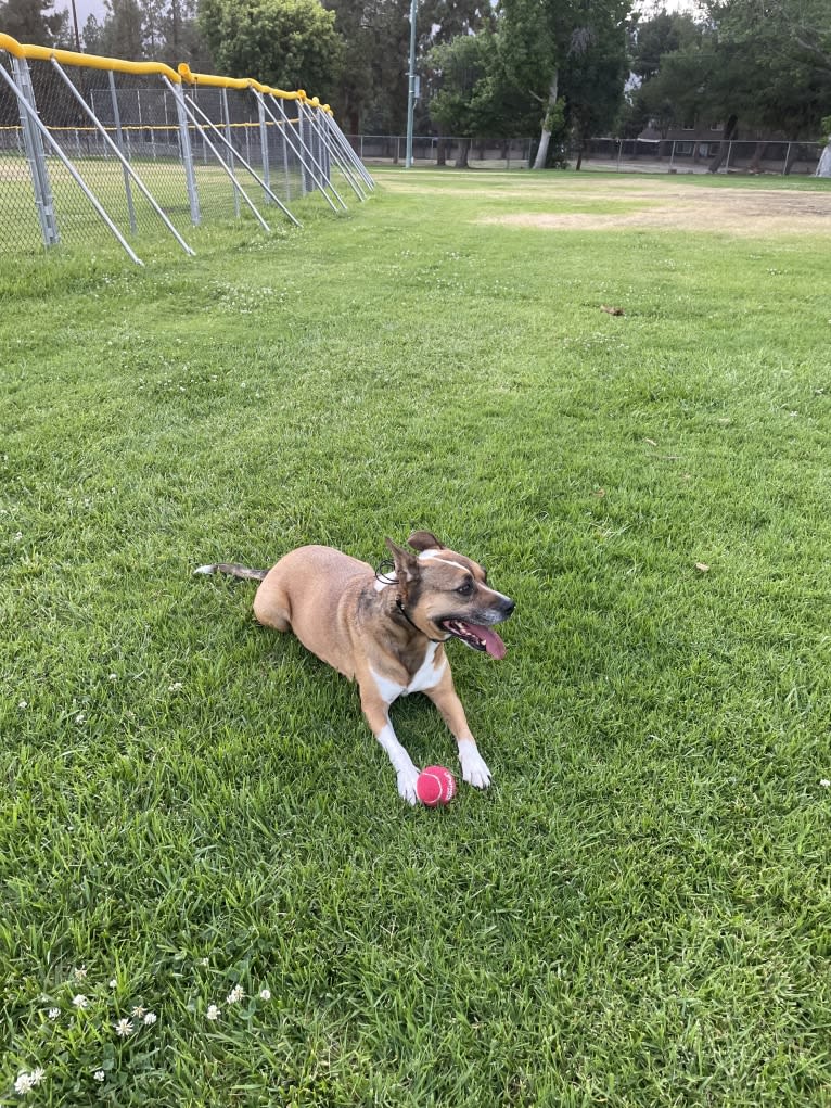 Kiara, an American Pit Bull Terrier and German Shepherd Dog mix tested with EmbarkVet.com