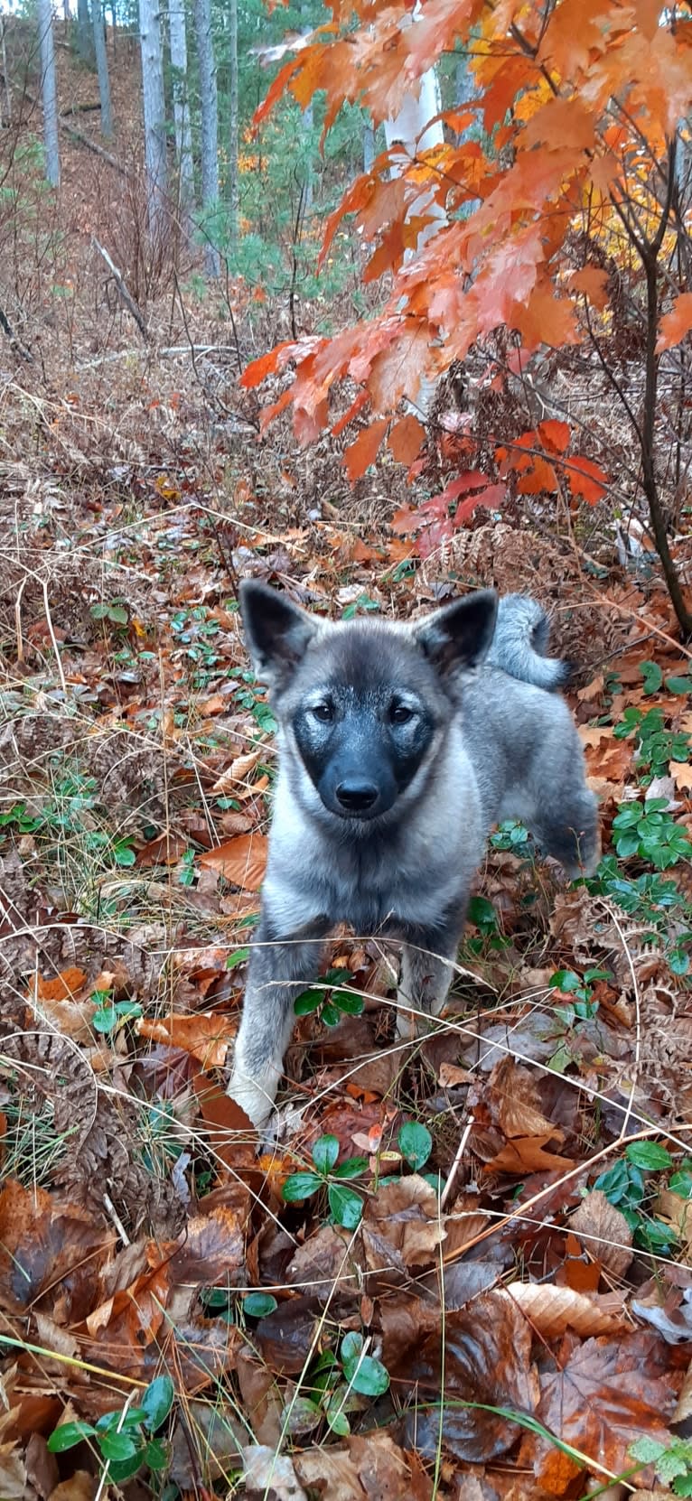 Ellie, a Norwegian Elkhound tested with EmbarkVet.com