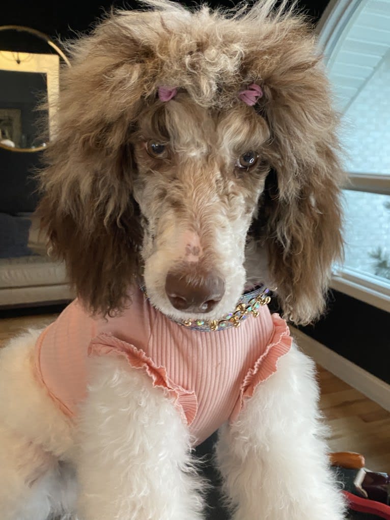 CoCo, a Poodle (Standard) tested with EmbarkVet.com