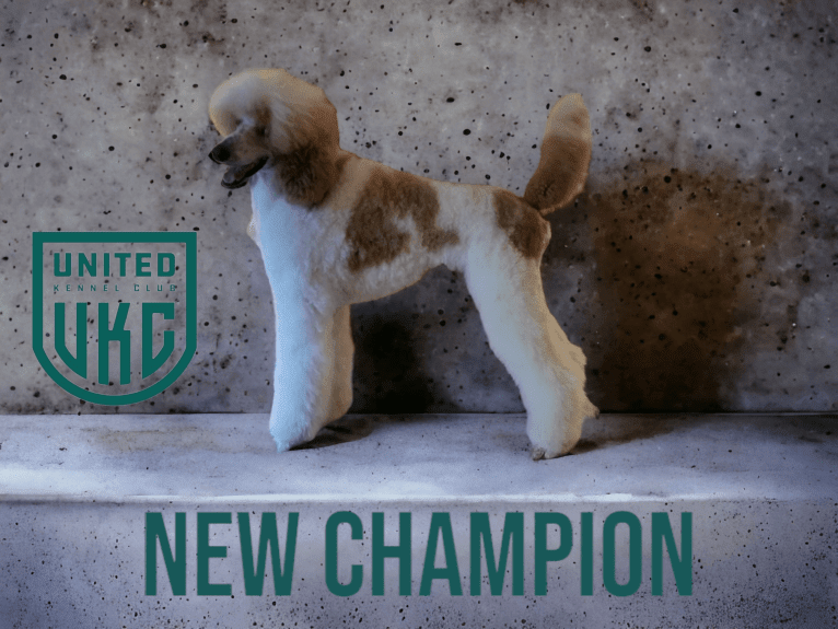 Rocket, a Poodle (Standard) tested with EmbarkVet.com