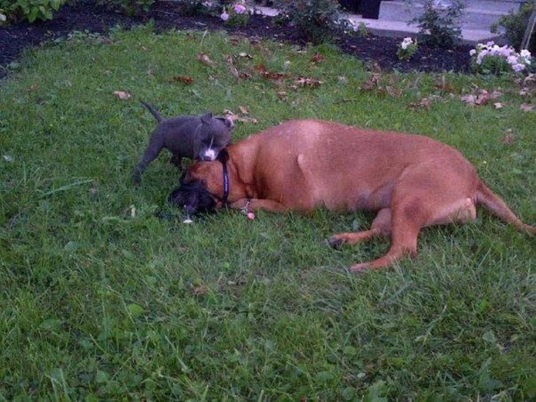 Phin, an American Pit Bull Terrier and American Bully mix tested with EmbarkVet.com