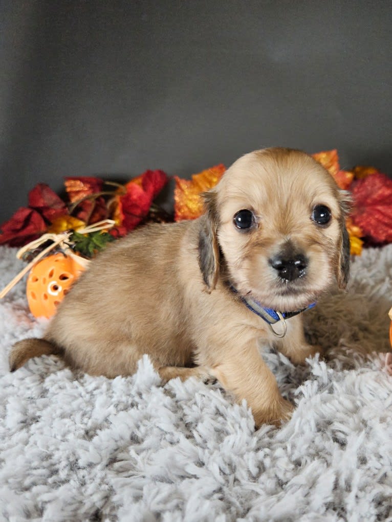 Mighty Henrie Mathieu, a Dachshund tested with EmbarkVet.com