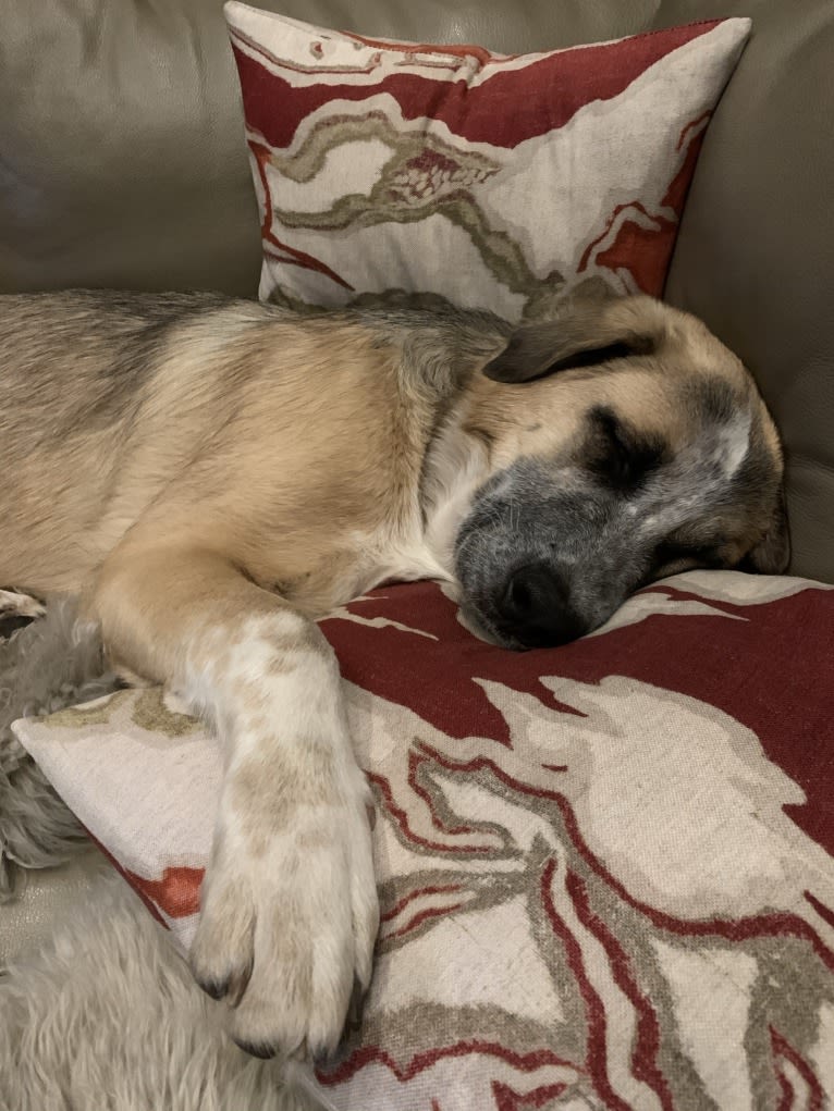 Charlie, a West Asian Village Dog tested with EmbarkVet.com