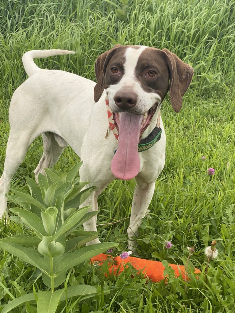 Hank, a Pointer tested with EmbarkVet.com