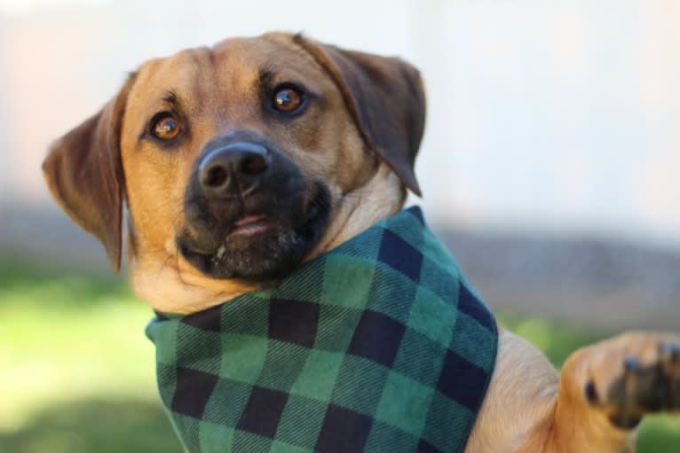 Cody, a Basset Hound and Australian Cattle Dog mix tested with EmbarkVet.com