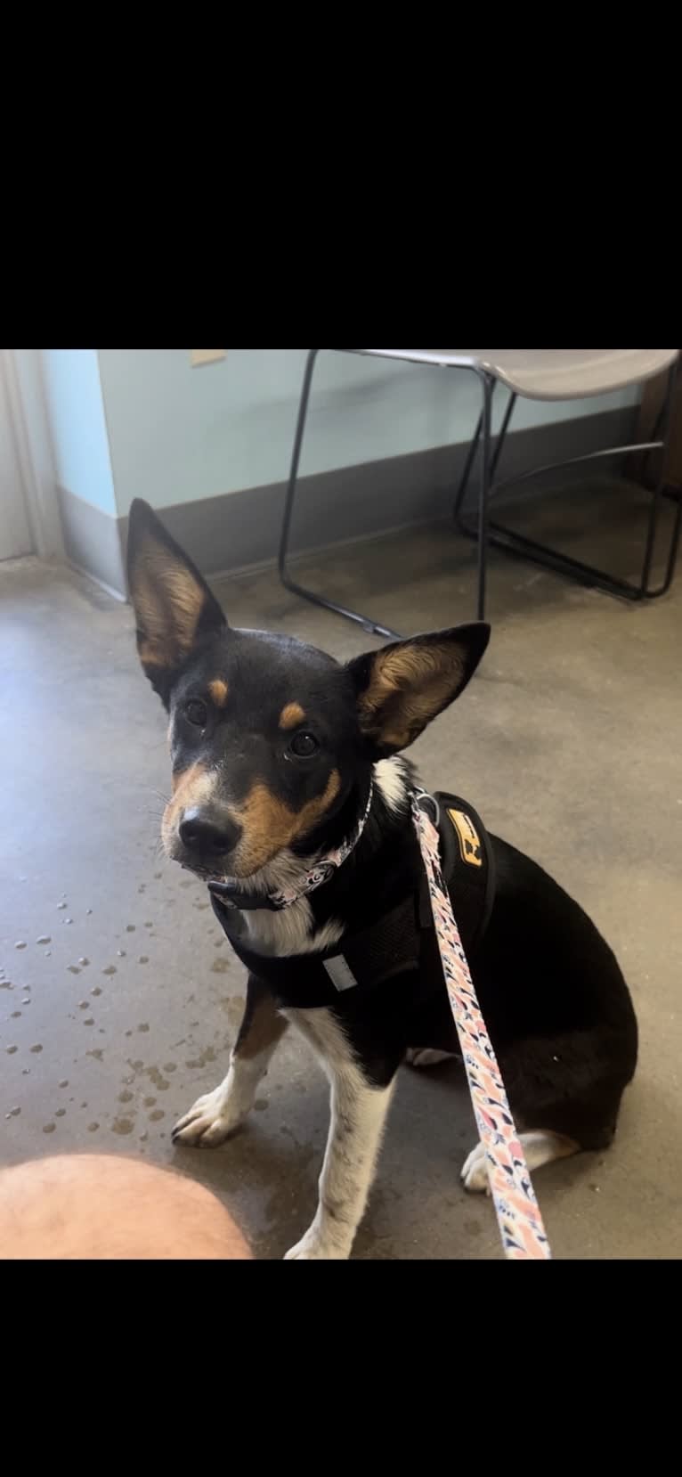 Oakley, an Australian Cattle Dog and Pembroke Welsh Corgi mix tested with EmbarkVet.com
