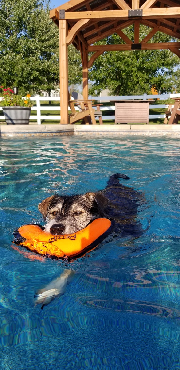 Dexter, a Miniature Schnauzer and Australian Cattle Dog mix tested with EmbarkVet.com