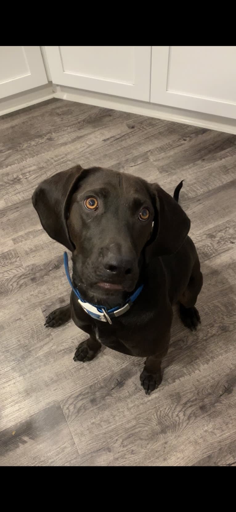 Moose, a Boykin Spaniel and Redbone Coonhound mix tested with EmbarkVet.com